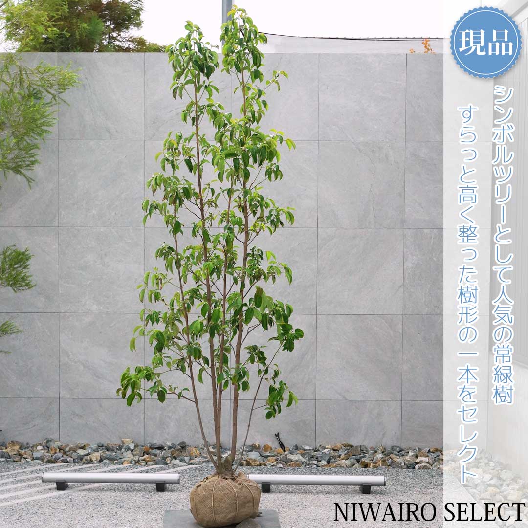 楽天市場】山採り【ヤマボウシ】 株立ち 自然樹形 樹高H≒285 × 枝張W