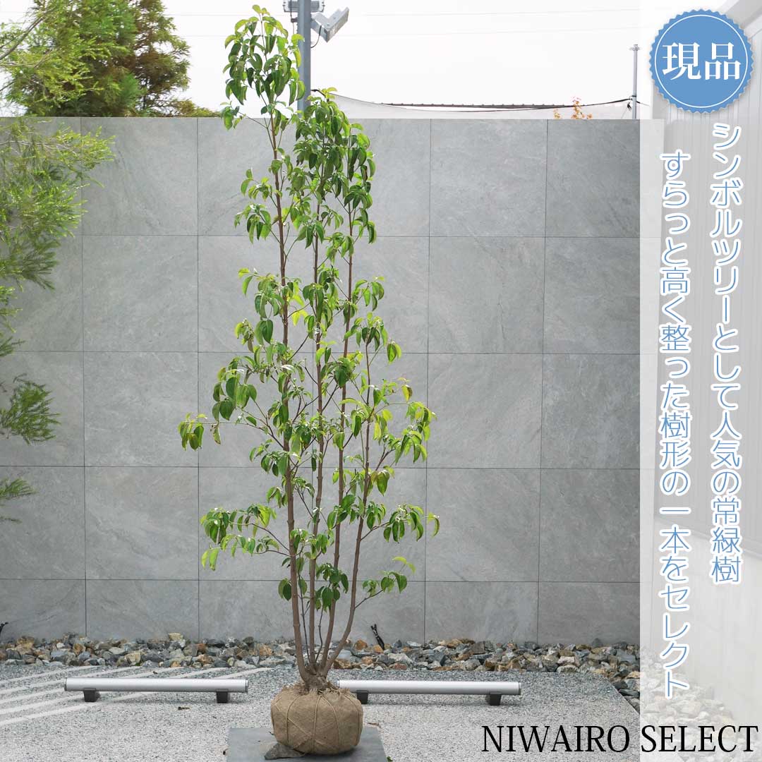 楽天市場】山採り【ヤマボウシ】 株立ち 自然樹形 樹高H≒285 × 枝張W