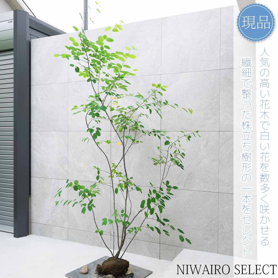 ジューンベリー/株立ち【現品発送】管理70401 ジューンベリー/株立ち【現品発送】管理70401