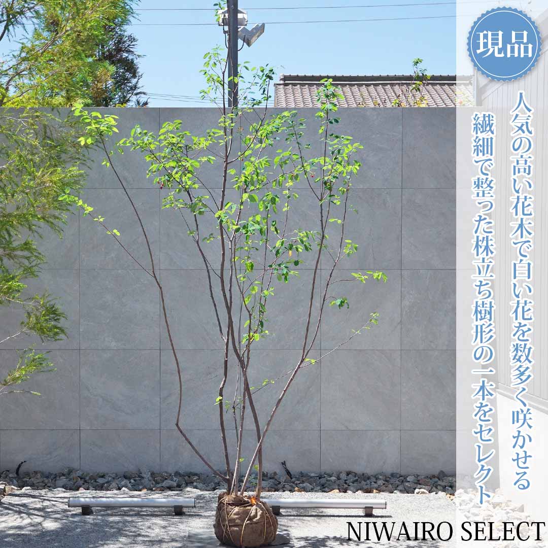 一般受け樹種