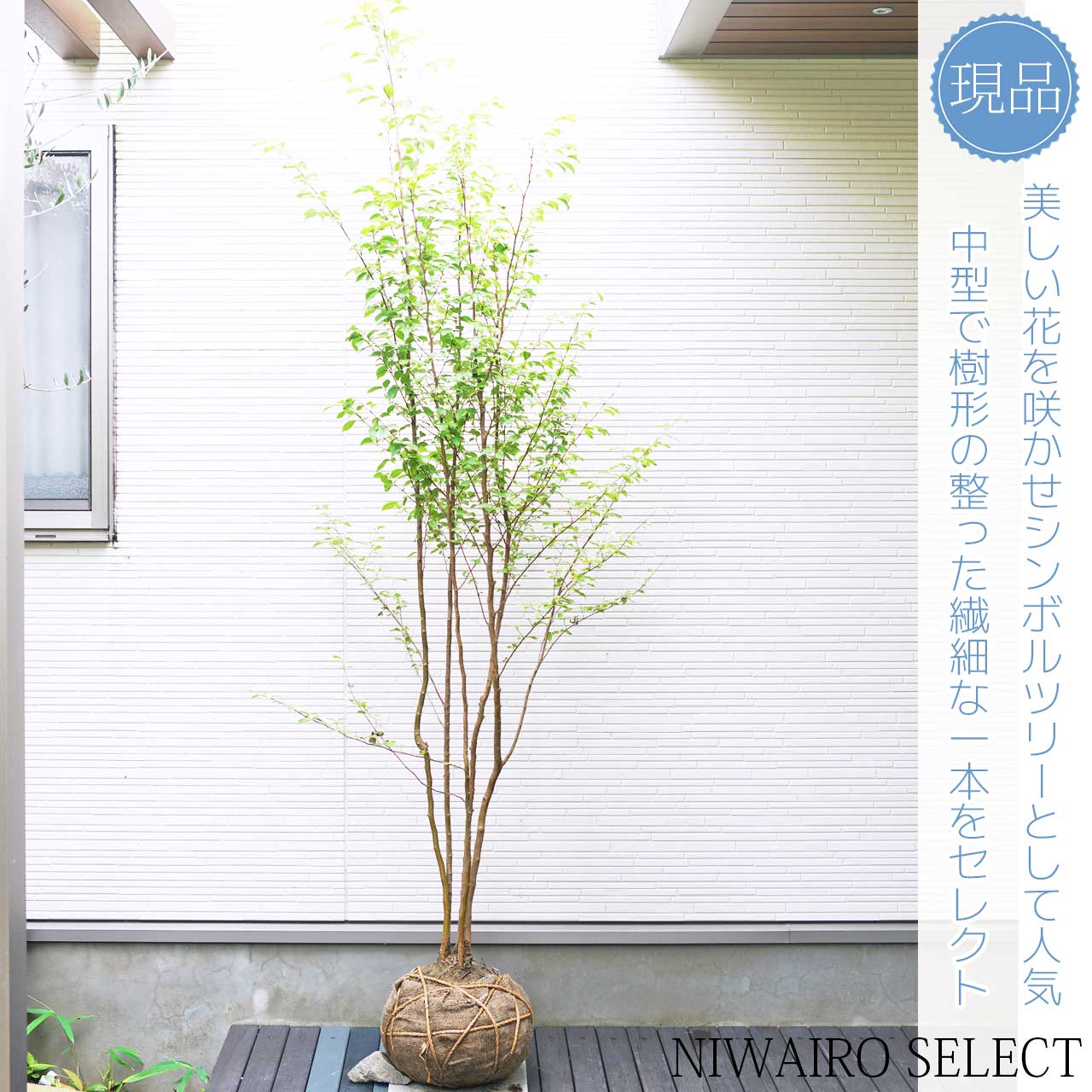 山ドウダンツツジ 株立 自然樹形 オトコヨウゾメ混生 - 植物/観葉植物