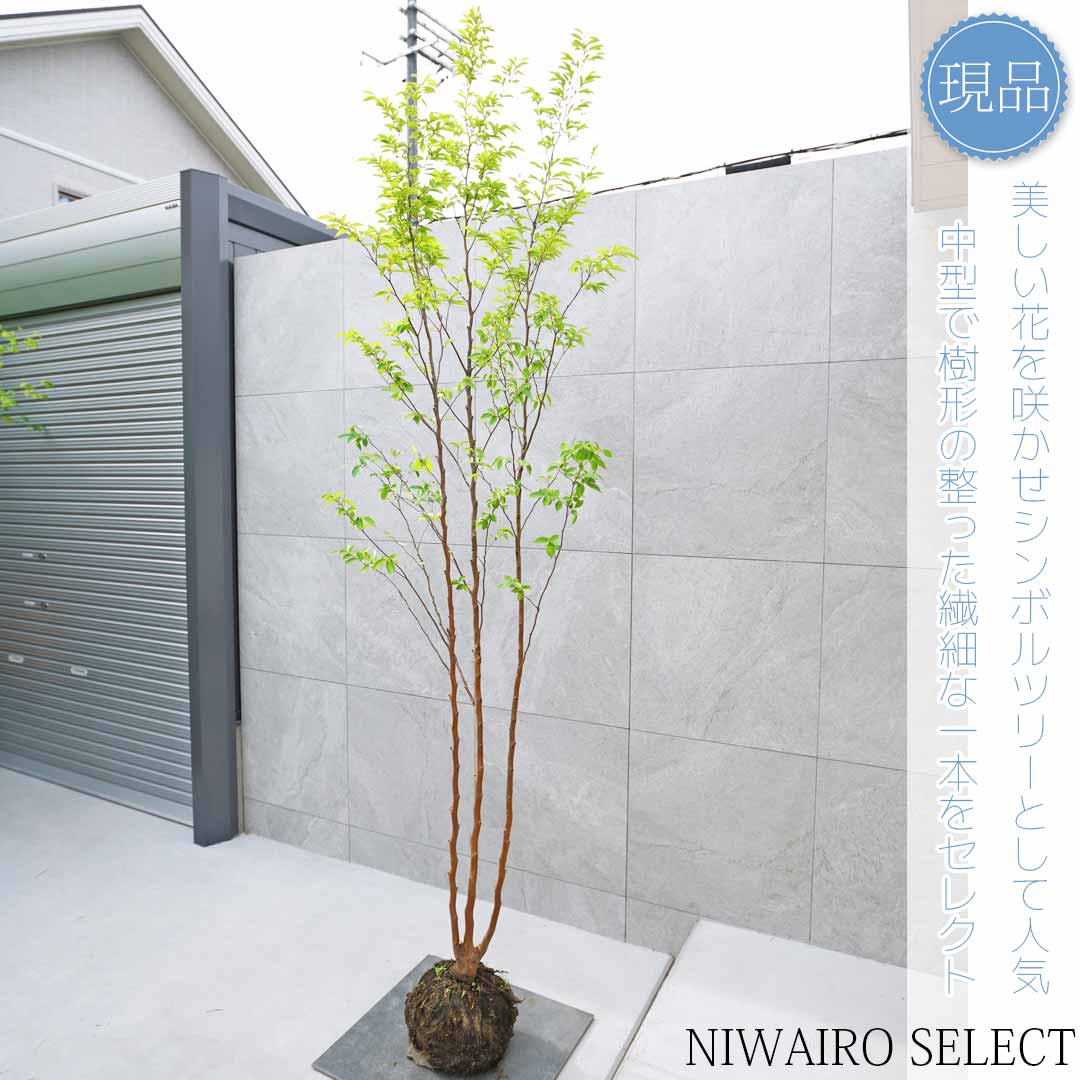 ヒメシャラ/大株立ち【現品発送】管理70514 ヒメシャラ/大株立ち【現品発送】管理70514 - メルカリ