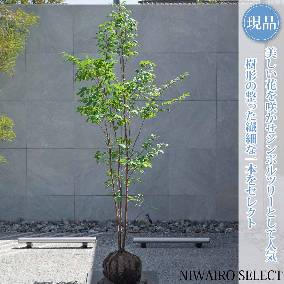 一般受け樹種