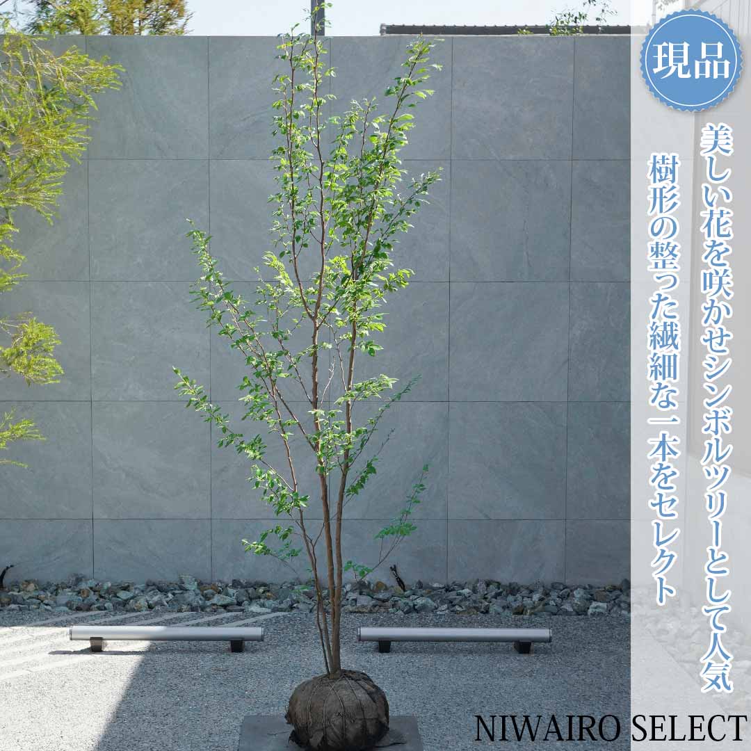 一般受け樹種
