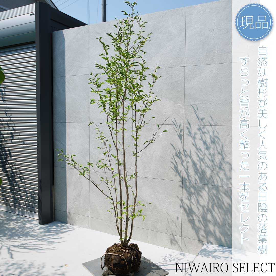 楽天市場】【現品】【エゴノキ】株立ち 自然風樹形 樹高H≒220 × 枝張W