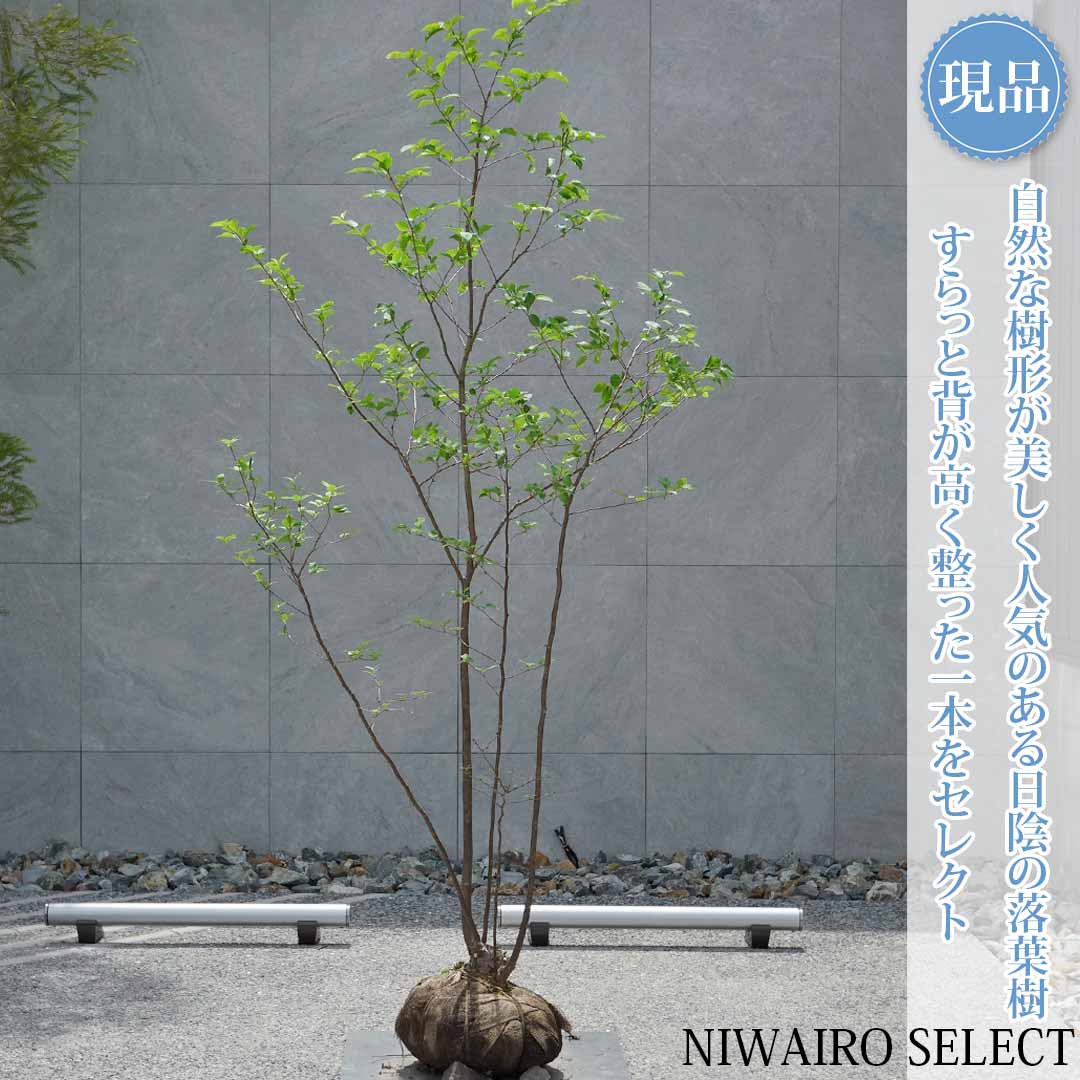 一般受け樹種