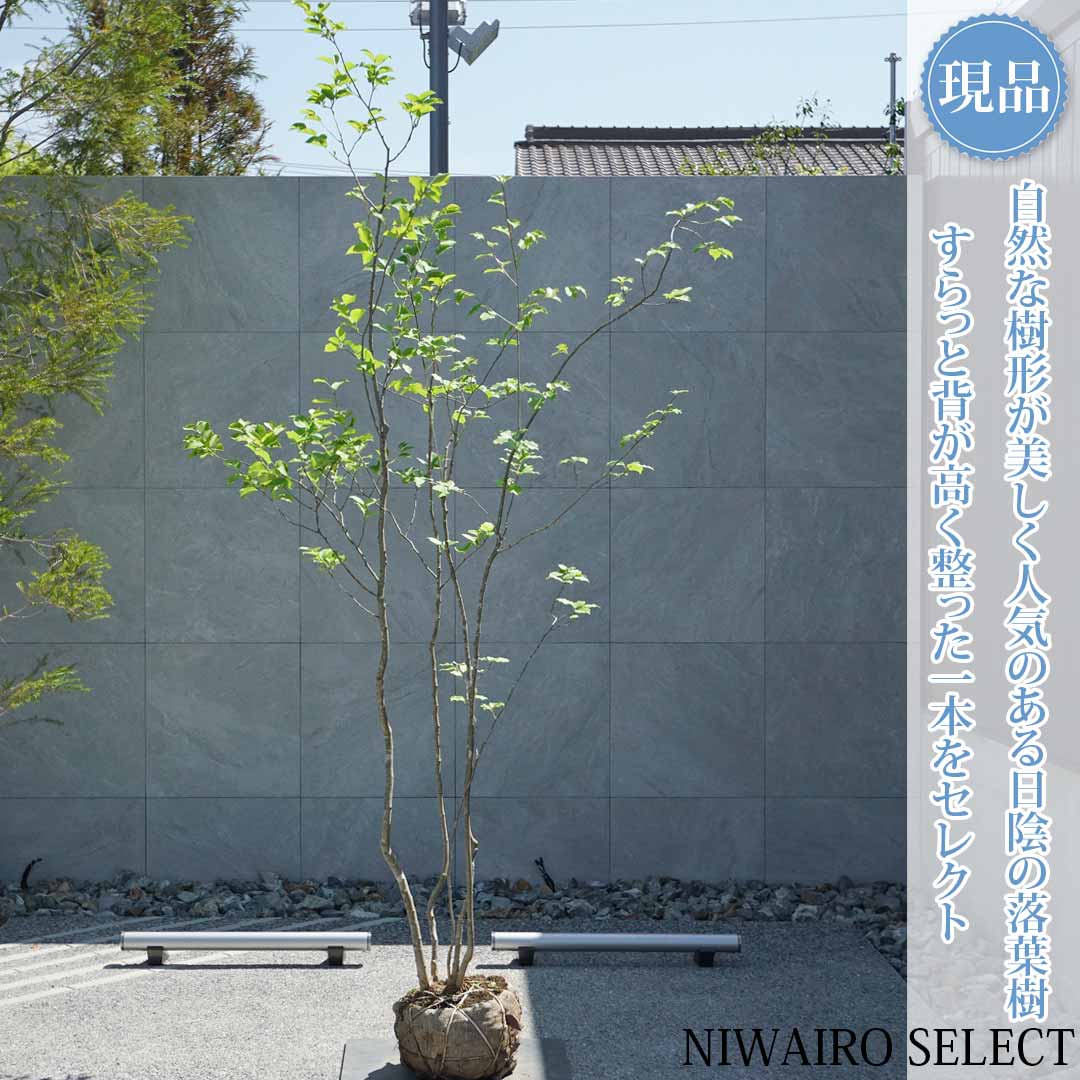 一般受け樹種