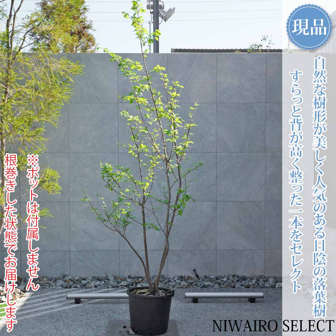 一般受け樹種
