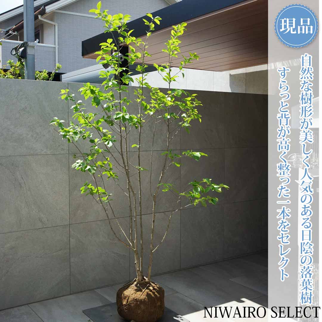 【現品】【アオハダ】モチノキ 株立ち 自然風樹形　樹高H≒205 &times; 枝張W≒110cm　高木 落葉樹 シンボルツリー 植木 庭木 樹木 植栽 和風 洋風 ガーデニング おしゃれ【送料無料】｜にわいろSELECT