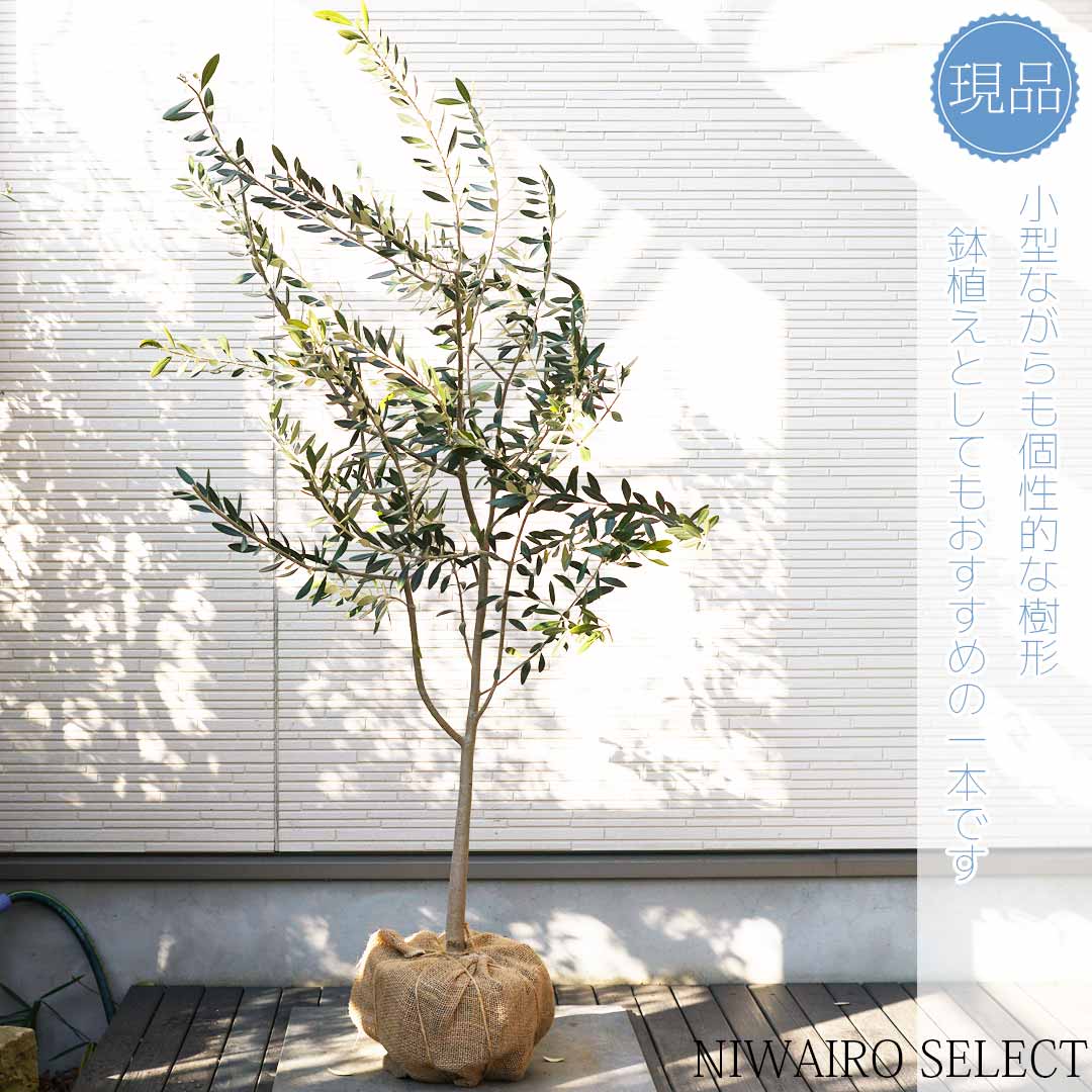 庭木 植木 オリーブ ネバディロブランコ+ハゴロモ2