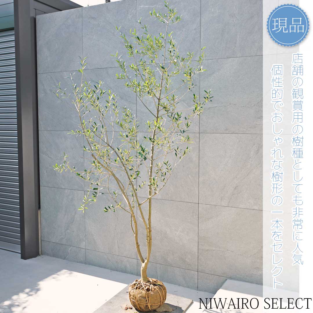 オリーブの木　アーベキーナ　7号　約140cm　NO.295　一点物　人気品種 オリーブの木 アーベキーナ 7号 約140cm NO.295 一点物 人気品種