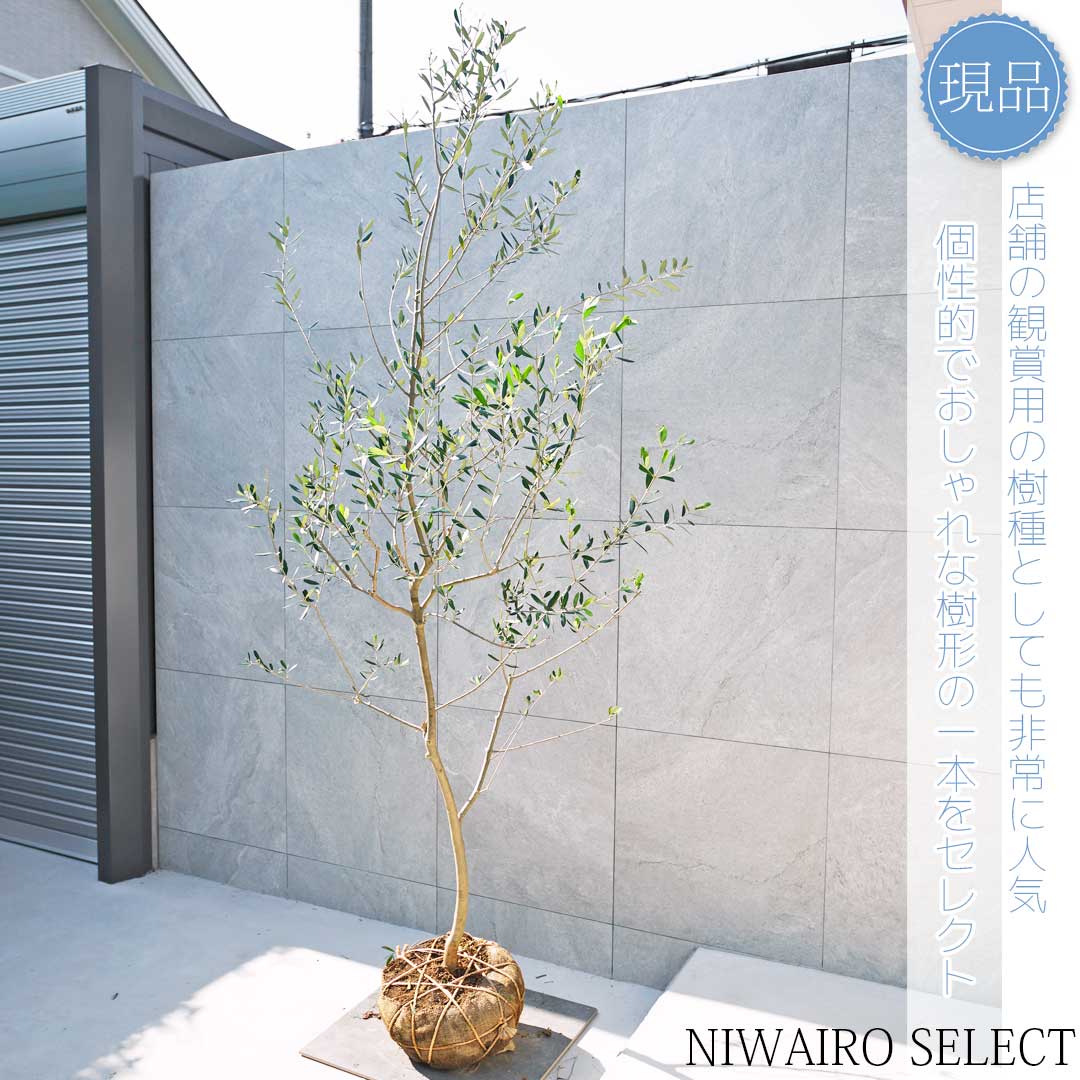 楽天市場】【国産 オリーブ原木】 □現品1点物□ オリーブの木