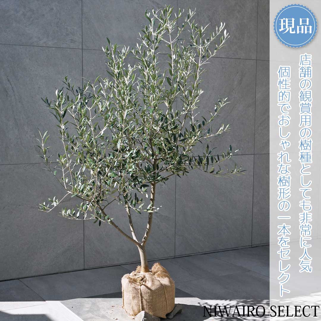 オリーブの木　アルベキナ DSC07130.jpg