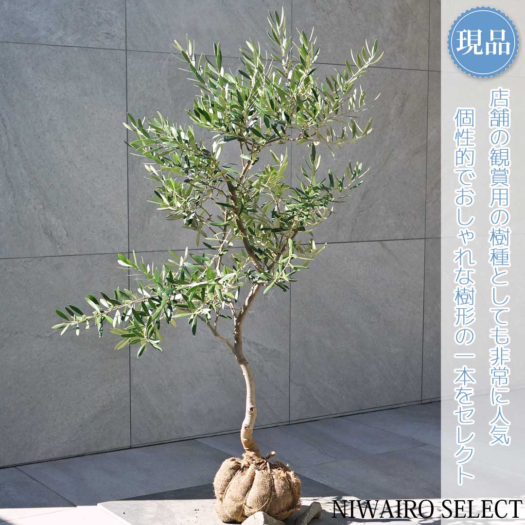 楽天市場】鉢植え【オリーブ】 ネバディロブランコ 自然樹形