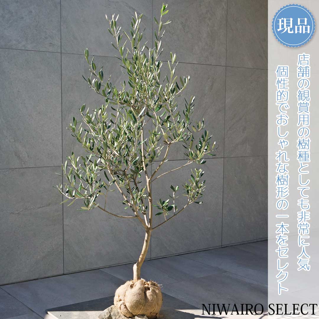楽天市場】鉢植え【オリーブ】ルッカ 自然樹形 全高H≒230 × 枝張W