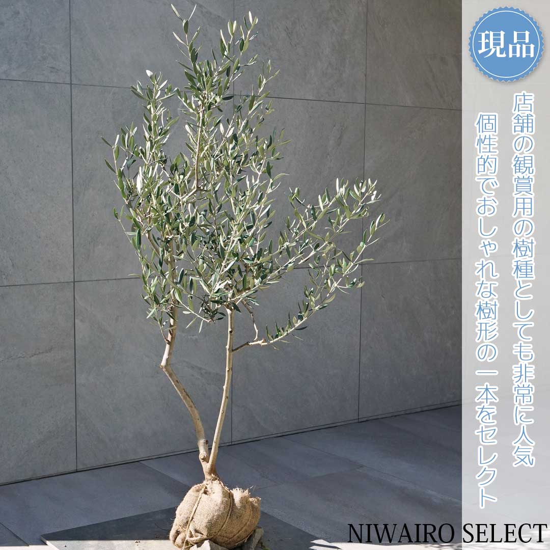 楽天市場】鉢植え【オリーブ】ルッカ 自然樹形 全高H≒230 × 枝張W