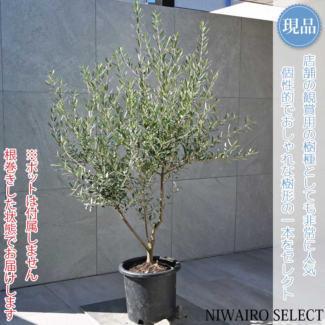 と*も様 果樹　庭木　オリーブ　ネバディロブランコ　9寸2鉢 果樹 庭木 オリーブ ネバディロブランコ 9寸2鉢