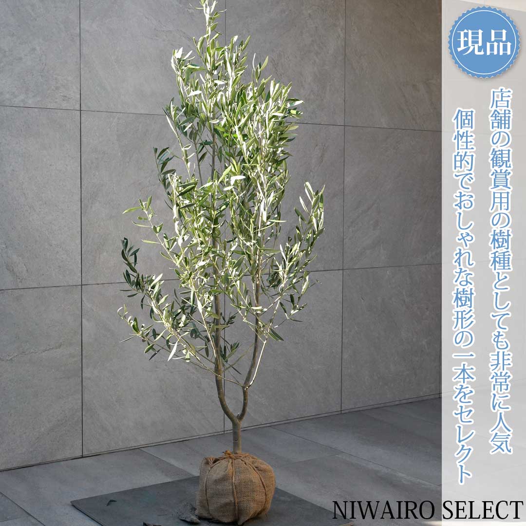 楽天市場】【オリーブ】 ひなかぜ ヒナカゼ 自然樹形 樹高H≒240 × 枝