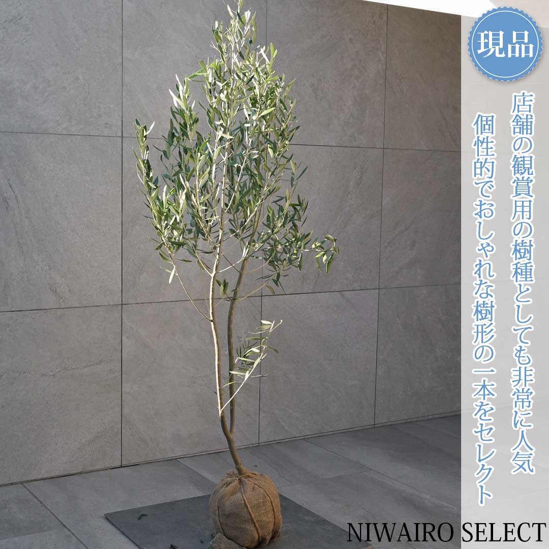 楽天市場】【現品】【オリーブの木】チプレッシーノ＝シプレッシーノ