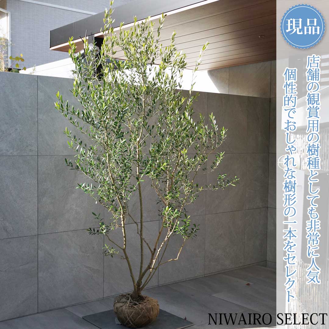 楽天市場】鉢植え【オリーブ】ひなかぜ 自然樹形 全高H≒215 × 枝張W