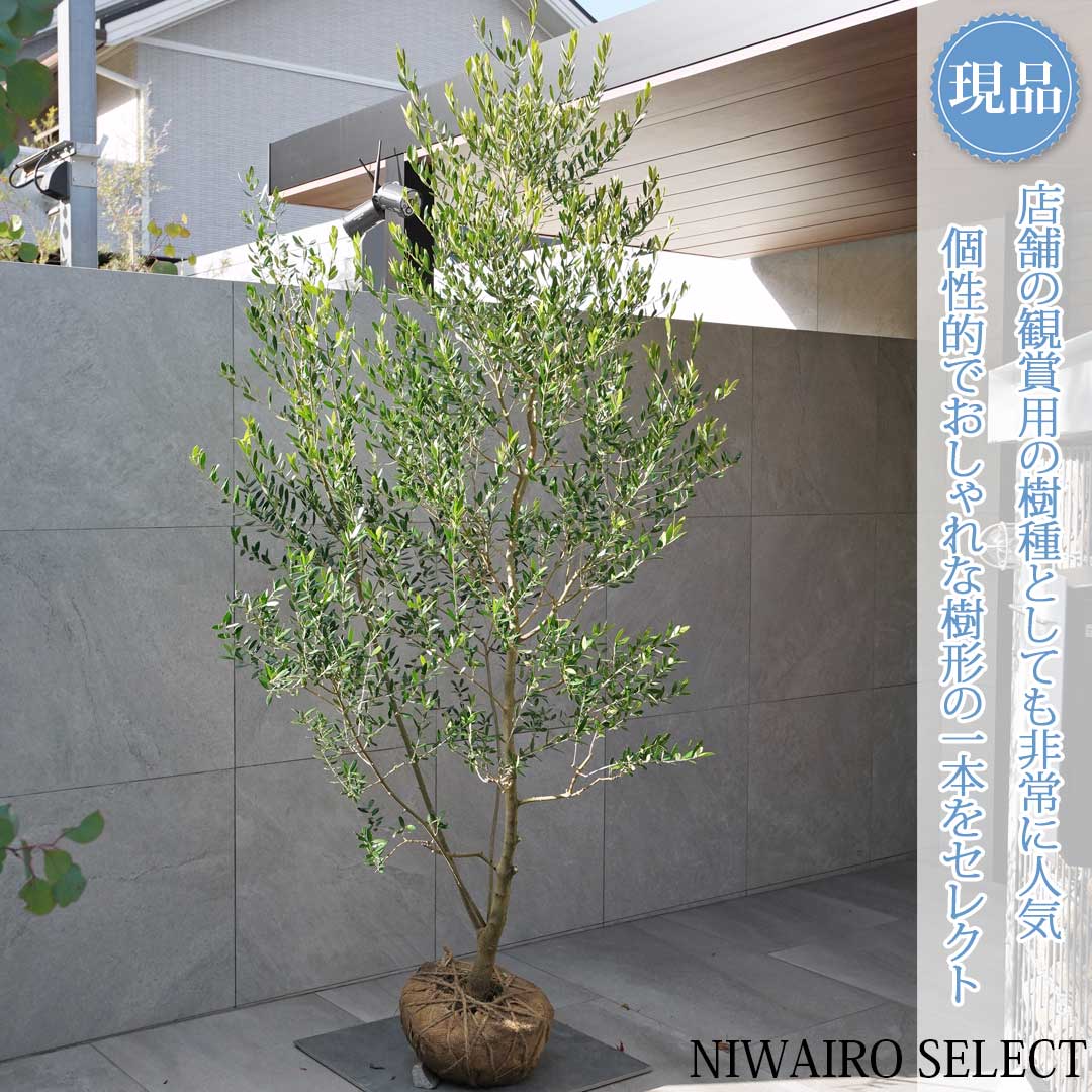 楽天市場】現品オリーブ ネバディロブランコ 7号鉢 送料無料 シンボル