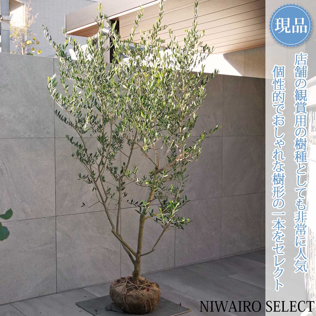 楽天市場】鉢植え【オリーブ】ルッカ 自然樹形 全高H≒230 × 枝張W