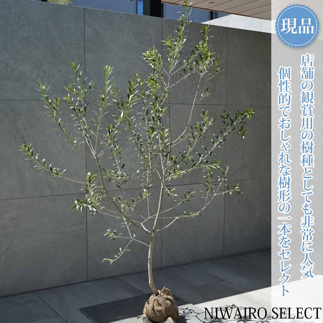 【現品】【オリーブの木】アルベキナ=アルベキーナ 自然風樹形 樹高H≒155 × 枝張W≒110cm 高木 常緑樹 シンボルツリー 植木 庭木 樹木 植栽 和風 洋風 ガーデニング おしゃれ【送料無料】|にわいろSELECT