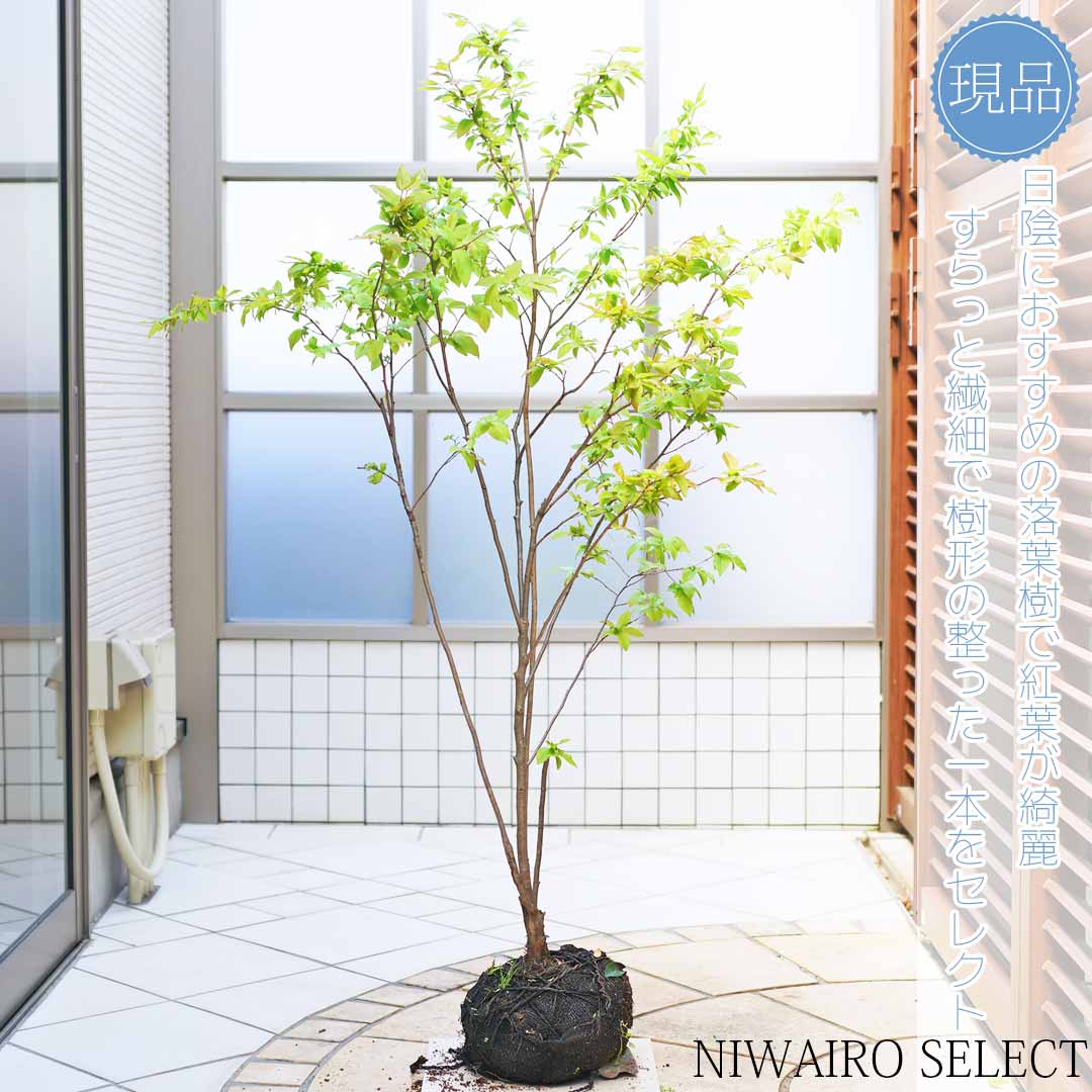 【楽天市場】【ナツハゼ】 夏櫨 自然樹形 樹高H≒120 × 枝張W≒85cm 低木 落葉樹 シンボルツリー 小型 中型 大型 雑木 植木 ...