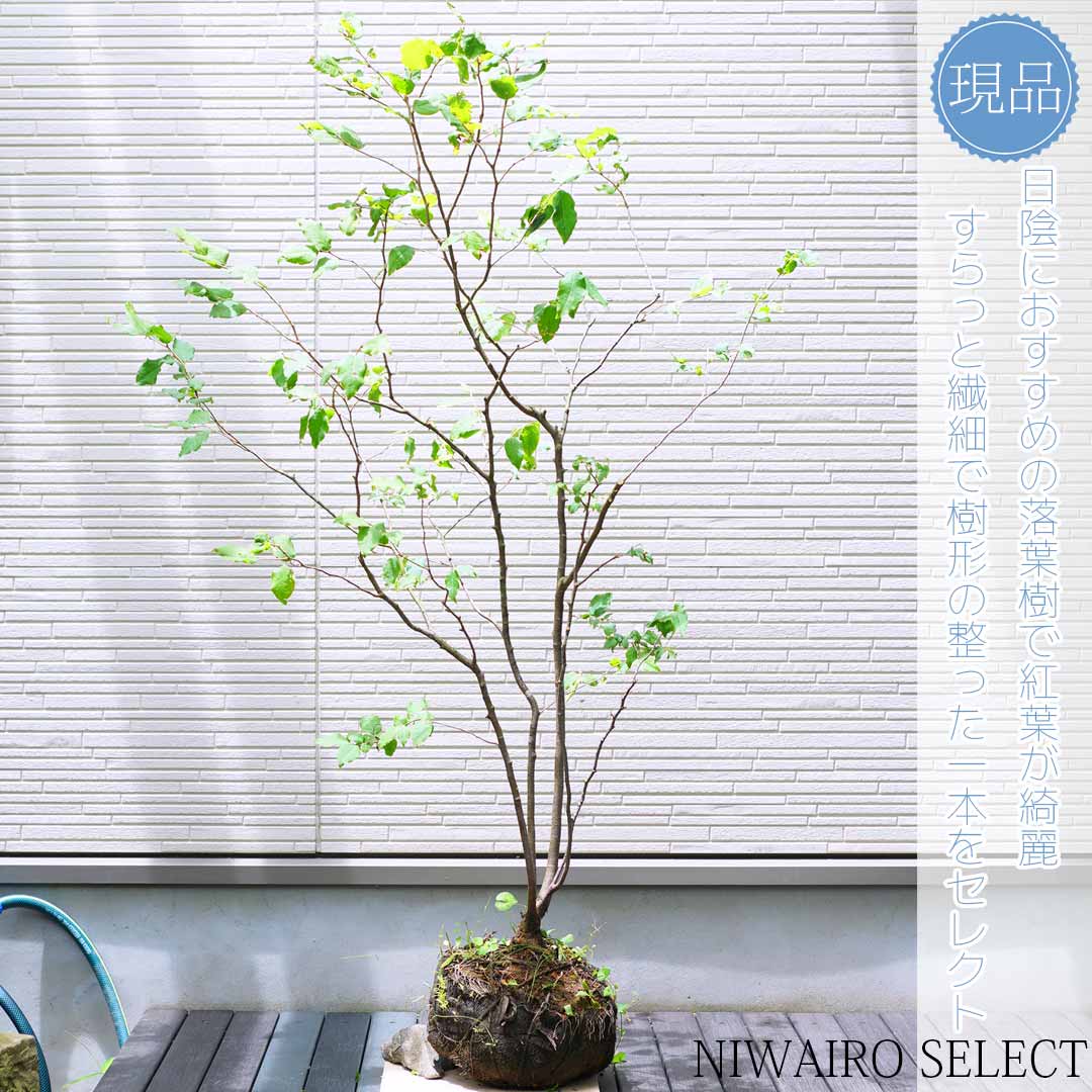 山ドウダンツツジ 株立 自然樹形② - 植物/観葉植物