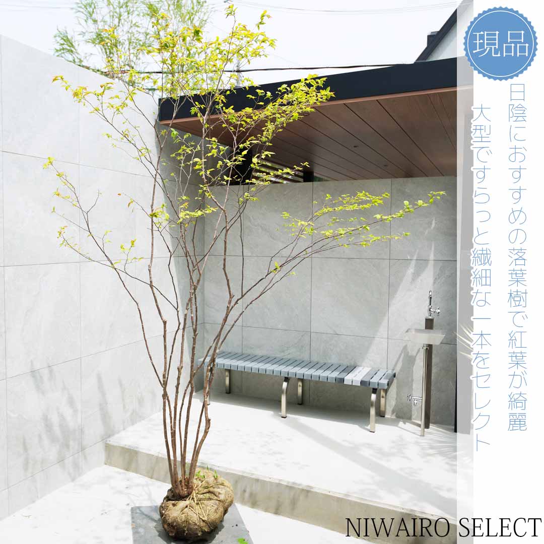 楽天市場】山採り【モミジ】イロハモミジ 自然樹形 樹高H≒175