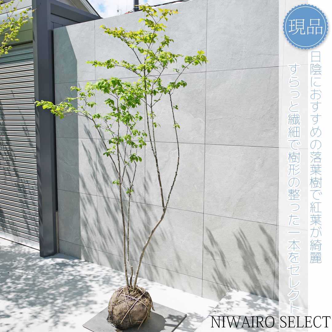 楽天市場】【現品】【ナツハゼ】夏櫨 株立ち 自然風樹形 樹高H
