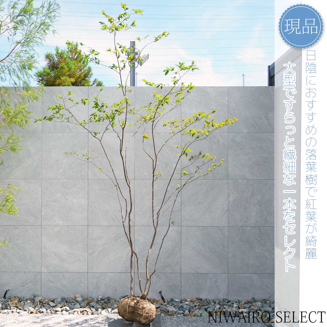 楽天市場】【ナツハゼ】 夏櫨 自然樹形 樹高H≒170 × 枝張W≒100cm