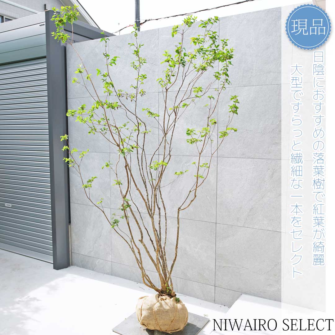 優雅で繊細な樹形 希少 ナツハゼ 株立 534 樹高1.4m位 良品 良株 夏櫨 植木 ナツハゼ 株立ち」の人気商品一覧 | 安い商品を通販サイト