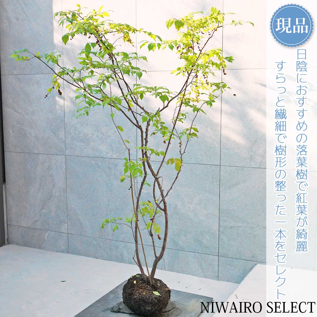 優雅で繊細な樹形 希少 ナツハゼ 株立 534 樹高1.4m位 良品 良株 夏櫨 楽天市場】【ナツハゼ】 夏櫨 株立ち 自然風樹形 樹高H≒130