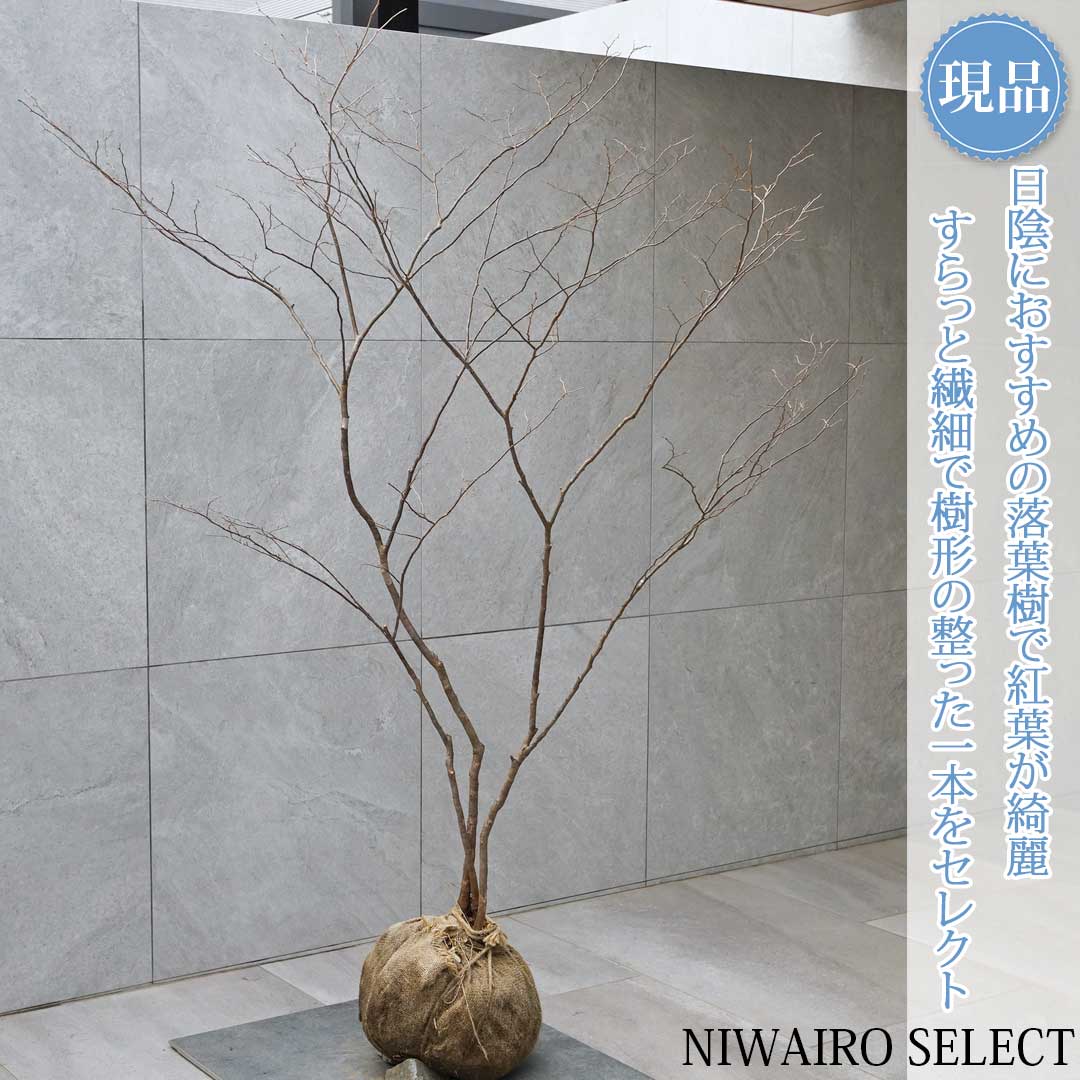 楽天市場】【ナツハゼ】 夏櫨 自然樹形 樹高H≒170 × 枝張W≒100cm