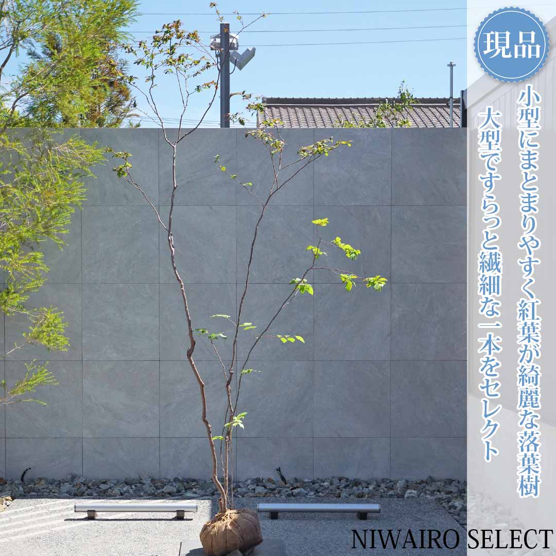 一般受け樹種