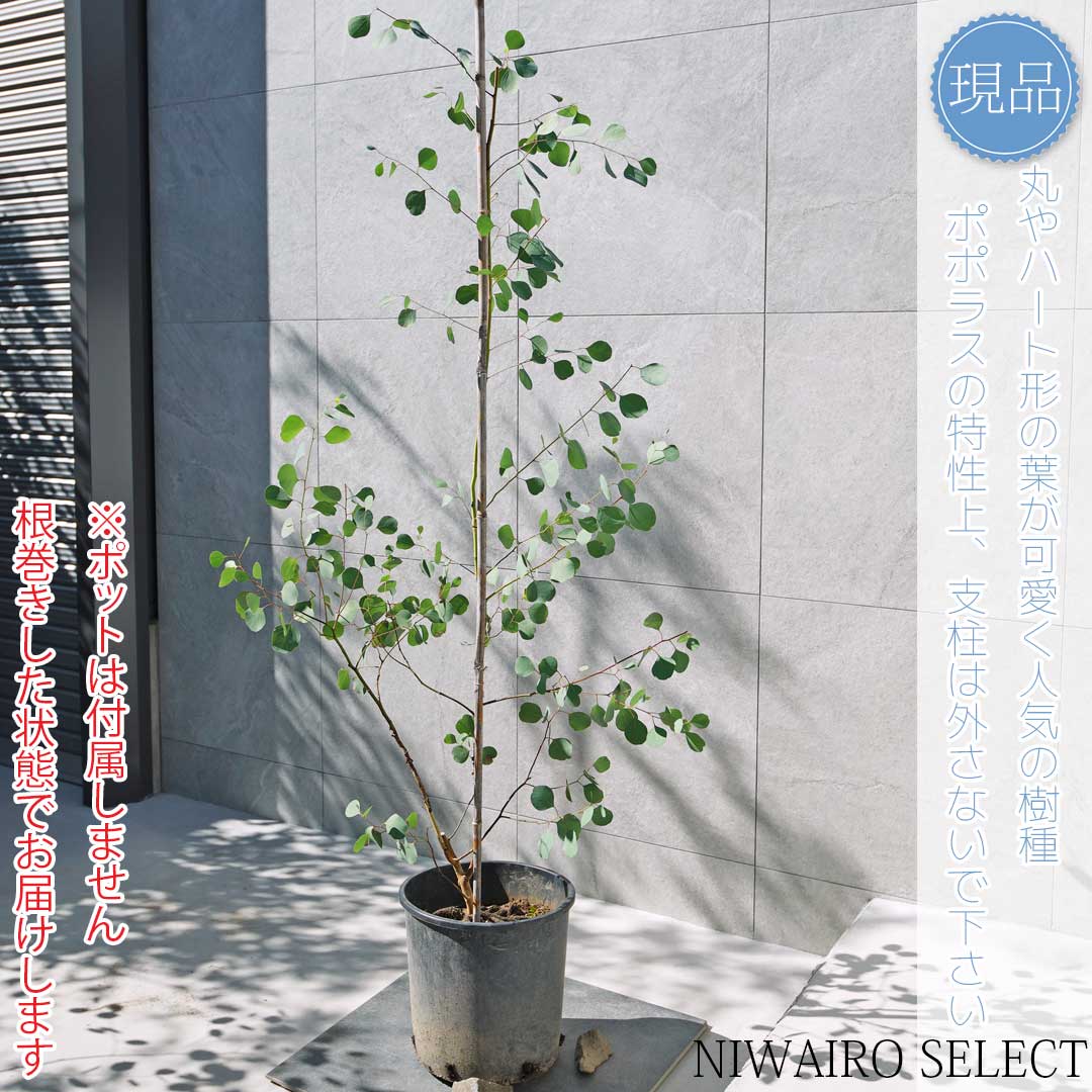 楽天市場】【ユーカリ】ポポラス オージープランツ 自然樹形 樹高H