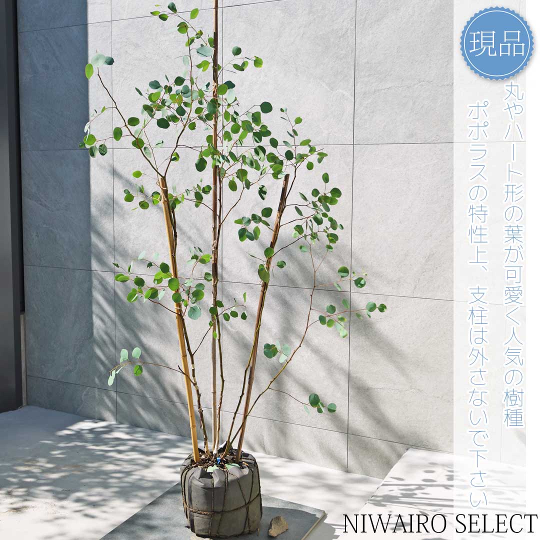 ポポラス　/ 548 楽天市場】【ユーカリ】ポポラス オージープランツ 本株立ち 自然樹形