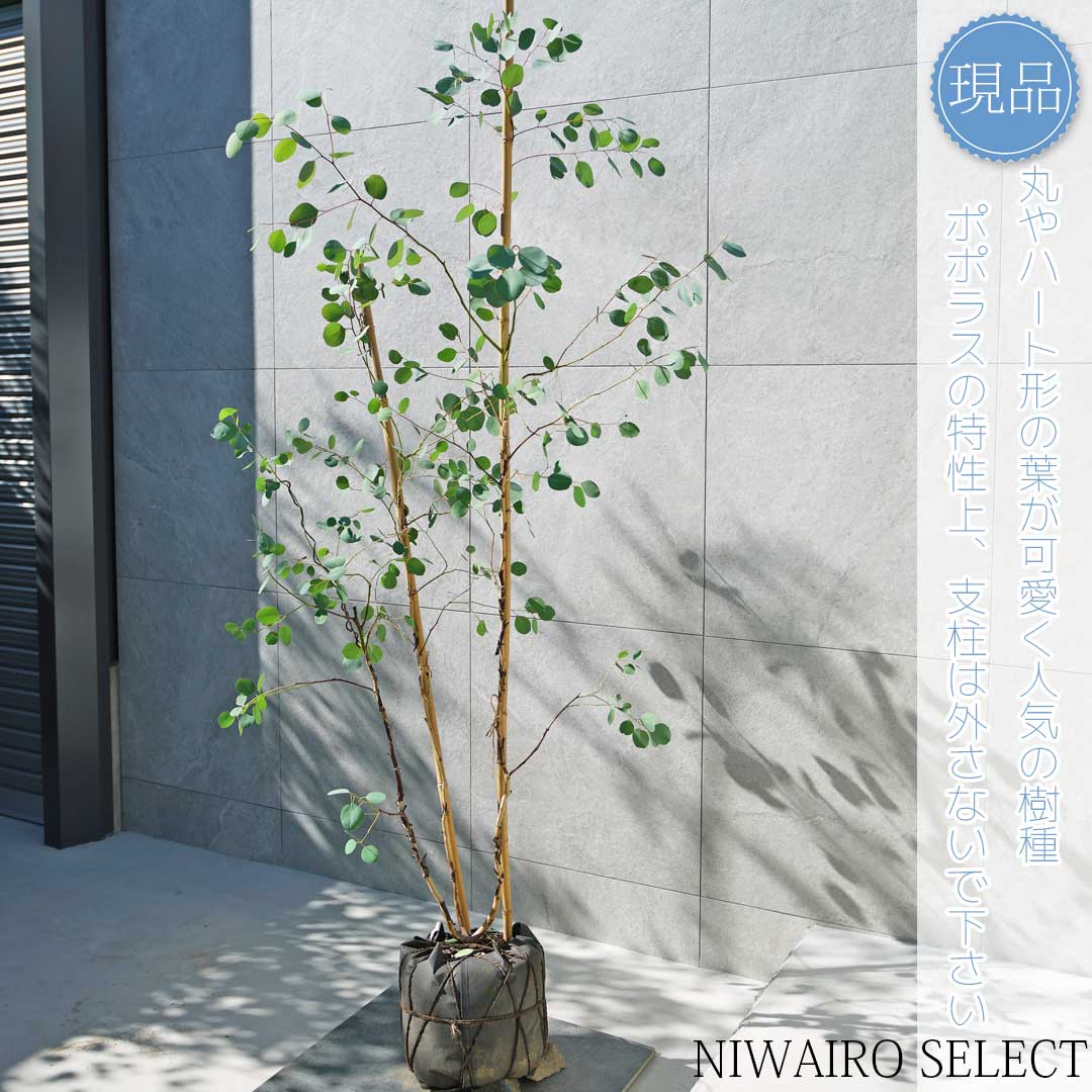 楽天市場】【ユーカリ】ポポラス オージープランツ 本株立ち 自然樹形