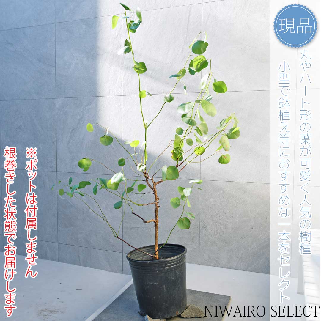 楽天市場】【ユーカリ】ポポラス オージープランツ 自然樹形 樹高H