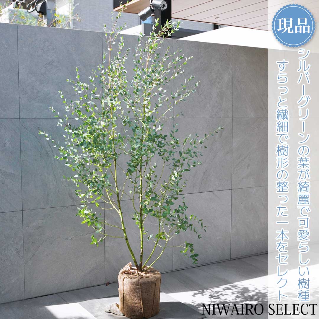 楽天市場】【現品発送】グラスツリー ジョンソニー ブラックボーイ 2