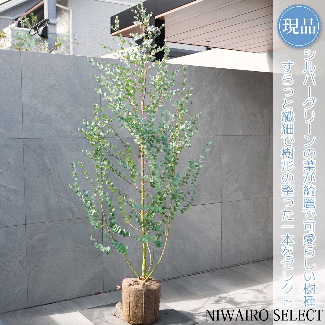 パールリボン】ポポラス、グニー高さ150㎝前後 スモーキーホワイト