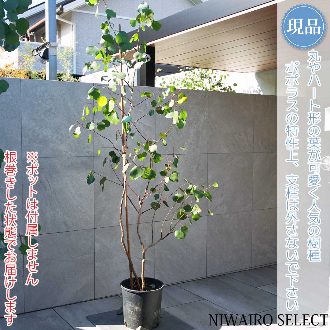 楽天市場】【ユーカリ】ポポラス オージープランツ 本株立ち 自然樹形