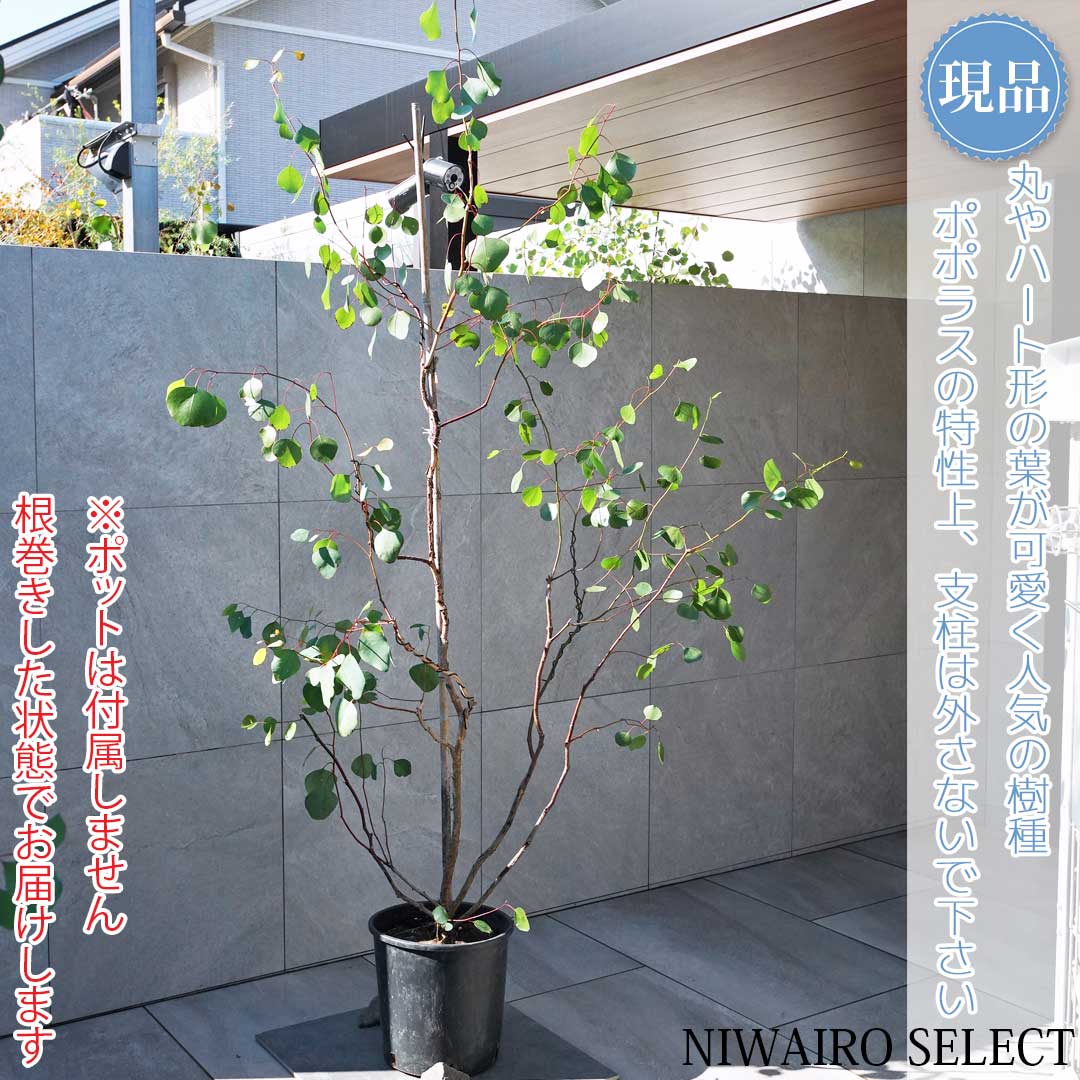 楽天市場】【ユーカリ】ポポラス オージープランツ 本株立ち 自然樹形