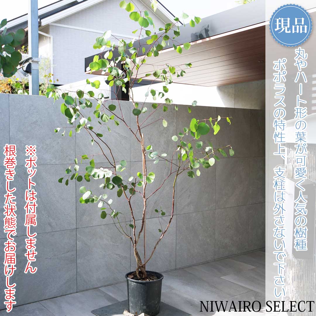 楽天市場】【ユーカリ】ポポラス オージープランツ 自然樹形 樹高H