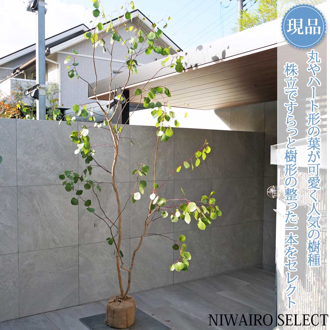 楽天市場】【ユーカリ】ポポラス オージープランツ 自然樹形 樹高H