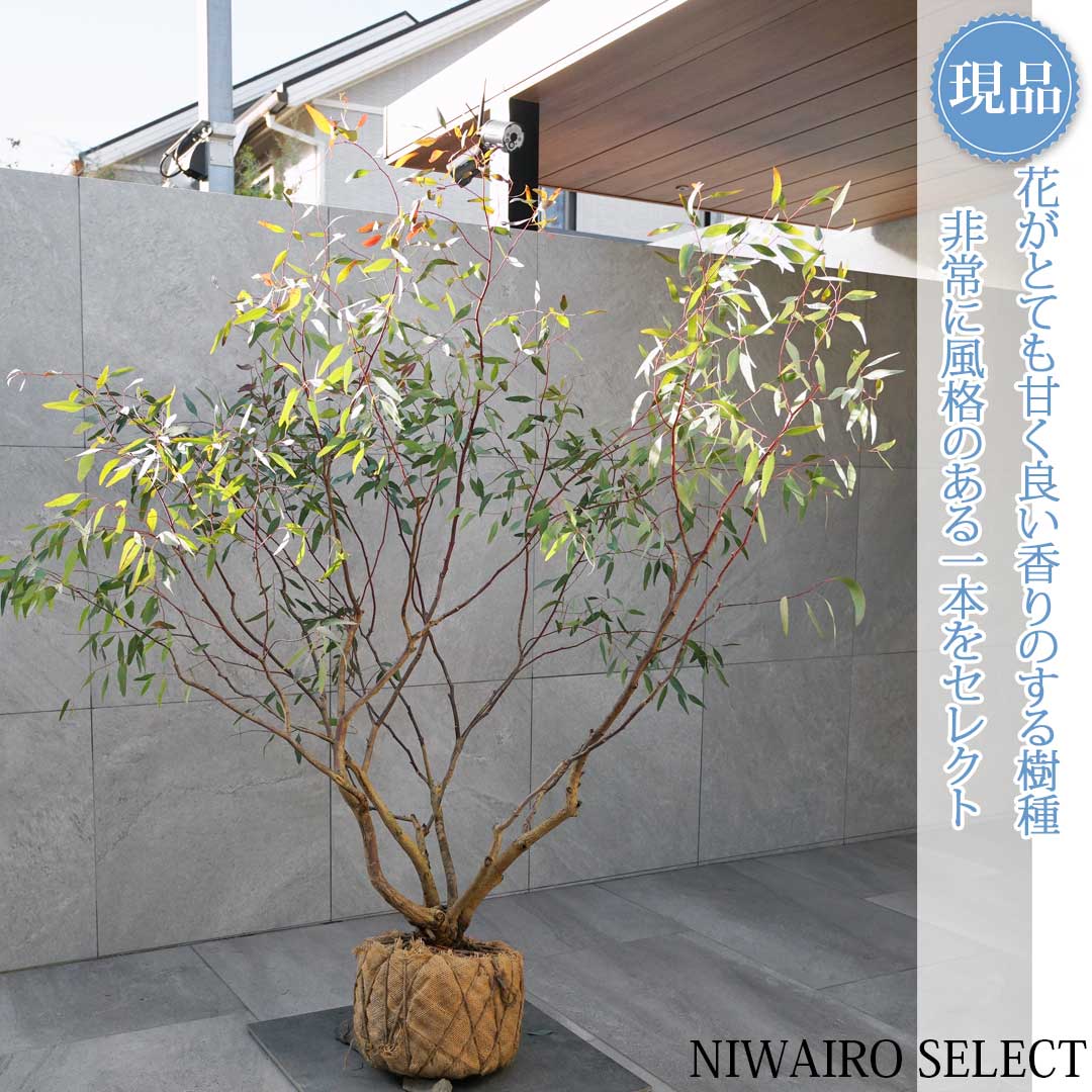 楽天市場】【ユーカリ】ポポラス オージープランツ 自然樹形 樹高H