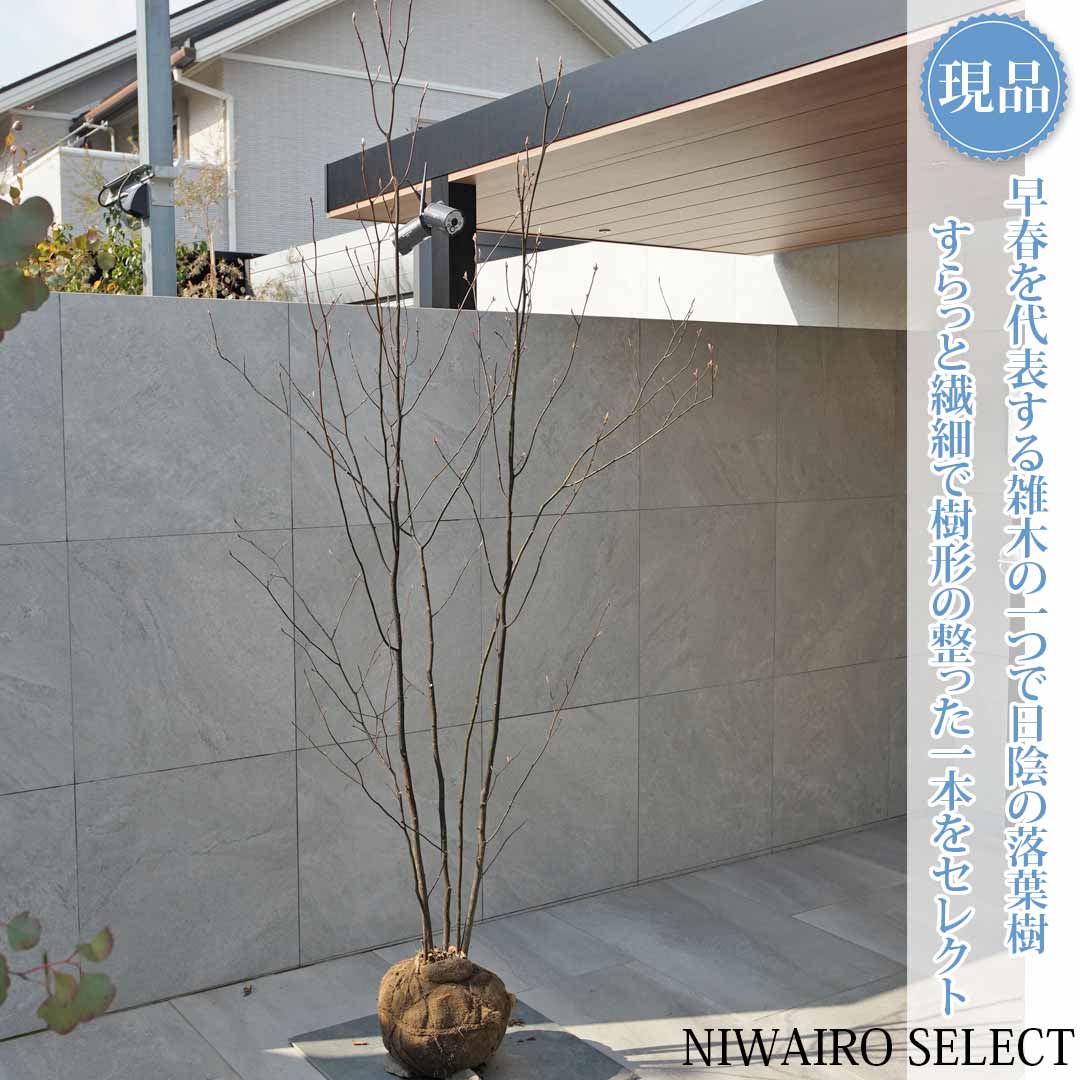 楽天市場】【クロモジ】 黒文字 自然樹形 樹高H≒190 × 枝張W≒100cm