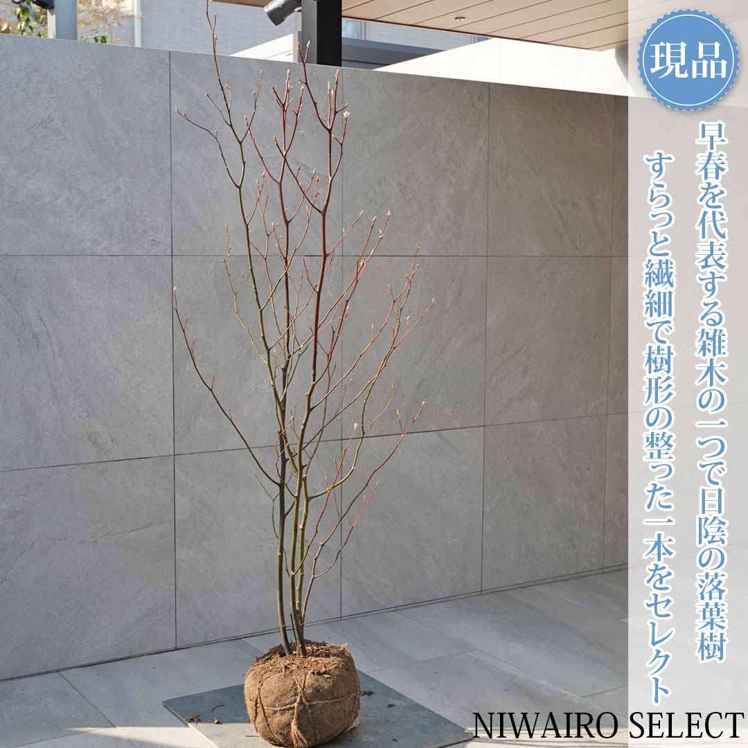 楽天市場】【クロモジ】 黒文字 自然樹形 樹高H≒190 × 枝張W≒100cm