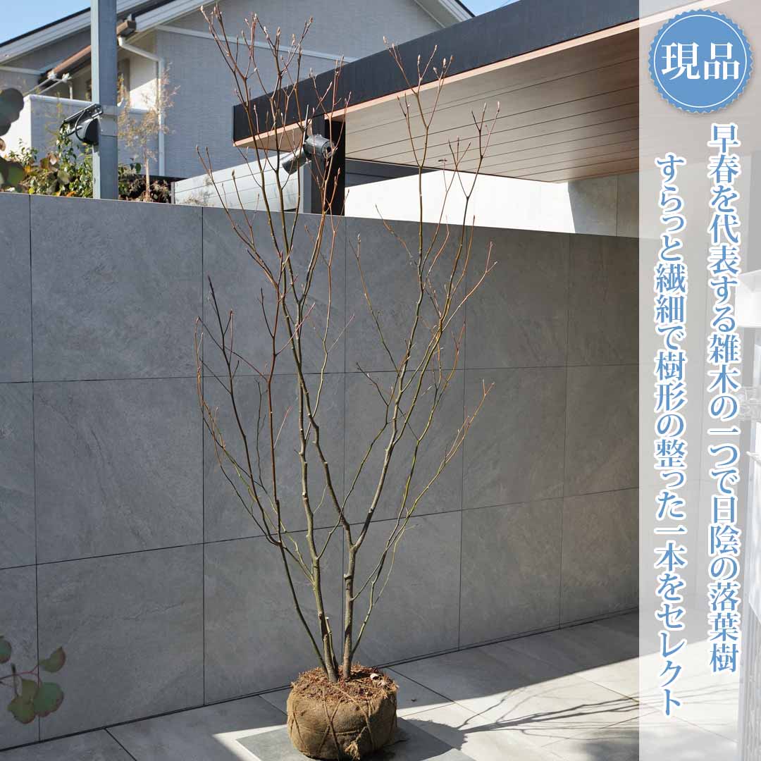 楽天市場】【クロモジ】 黒文字 自然樹形 樹高H≒190 × 枝張W≒100cm